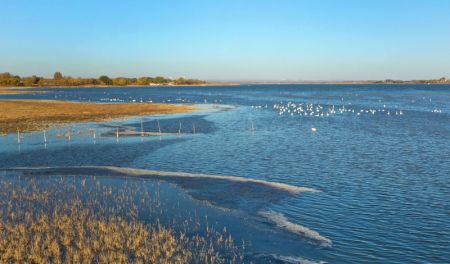 (miniature) Photo aérienne de cygnes dans la zone humide du réservoir de Hekou