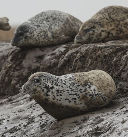 (miniature) Des phoques tachetés dans la zone maritime de Sandaogou