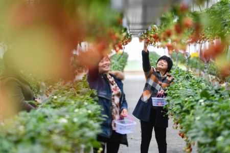 (miniature) Des gens récoltent des fraises dans l'arrondissement de Lishui à Nanjing