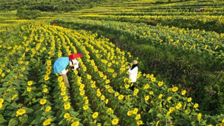(miniature) Des touristes prennent des photos au milieu de tournesols dans le bourg de Niangniangzhuang à Zunhua