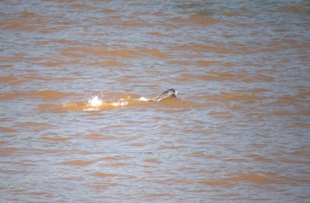 (miniature) Un marsouin aptère nage dans le fleuve Yangtsé à Yichang