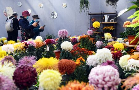 (miniature) Des visiteurs prennent des photos de chrysanth&egrave;mes lors d'une exposition organis&eacute;e dans un parc &agrave; Beijing