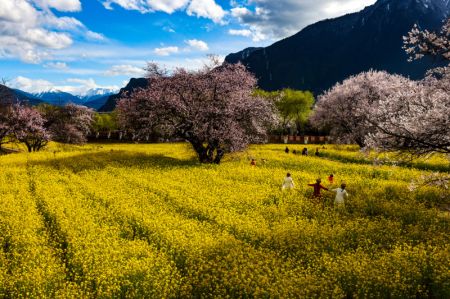 (miniature) Des touristes au milieu de pêchers en fleurs dans le village de Gala