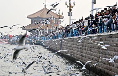 (miniature) Des gens observent des mouettes sur le site pitoresque du pont Zhanqiao à Qingdao