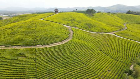 (miniature) Une plantation de thé dans un site touristique du district de Langxi de la ville de Xuancheng