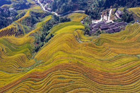 (miniature) Photo aérienne prise le 12 octobre 2020 montrant des champs en terrasses dans le district de Longsheng