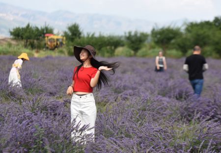 (miniature) Des touristes visitent un champ de lavande du district de Huocheng