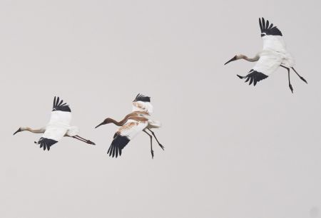 (miniature) Des grues blanches survolent une zone de conservation des grues blanches près du lac Poyang