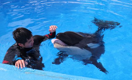 (miniature) Un employé joue avec une jeune orque dans le Parc océanique de Haichang