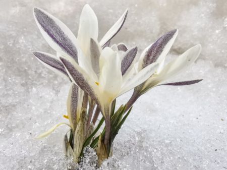 (miniature) Des fleurs de gagée s'épanouissent sur la prairie dans le district de Zhaosu