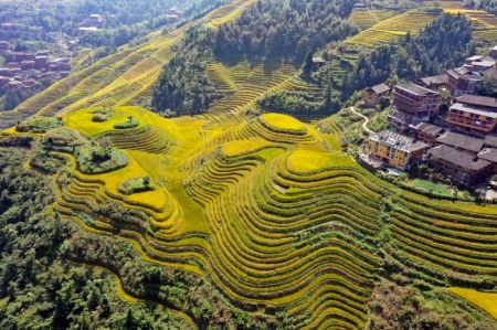 (miniature) Photo aérienne prise le 12 octobre 2020 montrant des champs en terrasses dans le district de Longsheng