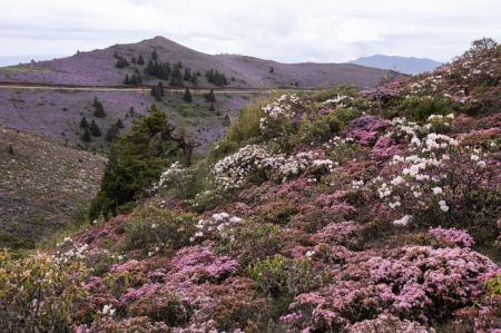 (miniature) Des fleurs d'azal&eacute;e dans la r&eacute;serve naturelle Baicaopo &agrave; Jinyang