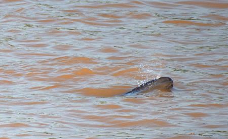 (miniature) Un marsouin aptère nage dans le fleuve Yangtsé à Yichang