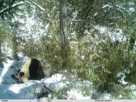 (miniature) Photo prise avec une caméra infrarouge d'un panda géant sauvage buvant de l'eau dans la zone de Ya'an du Parc national des pandas géants