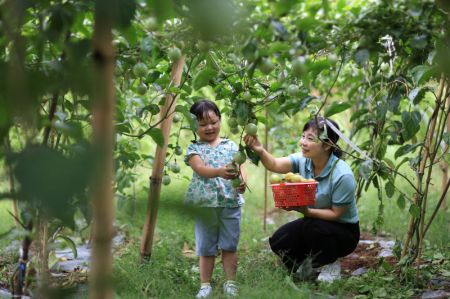 (miniature) Des touristes cueillent des fruits de la passion dans un verger &agrave; Rongjiang