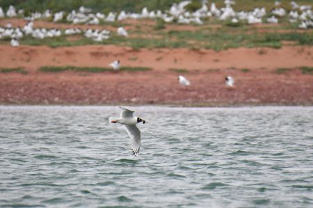 (miniature) Une mouette relique dans la réserve naturelle nationale de Hongjiannao