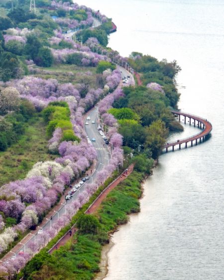 (miniature) Photo aérienne de voitures passant à côté d'arbres à orchidées en fleurs dans la ville de Liuzhou de la région autonome Zhuang du Guangxi