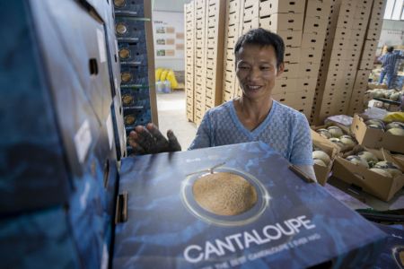 (miniature) Un agriculteur trie des cantaloups dans une ferme productrice de cantaloups &agrave; Lingwu