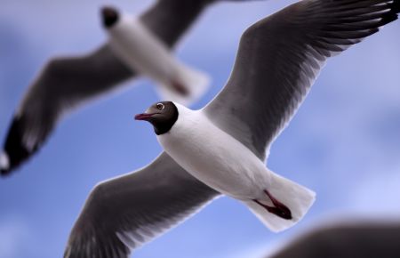 (miniature) Des mouettes du Tibet volent au-dessus du lac Qinghai