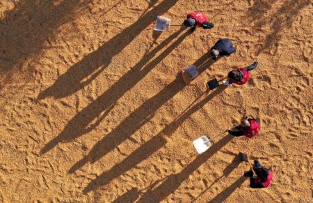 (miniature) Photo aérienne d'agriculteurs séchant du maïs à Tacheng