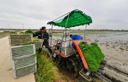(miniature) Des plants de riz sont chargés sur un véhicule dans un centre de développement et de démonstration des produits agricoles
