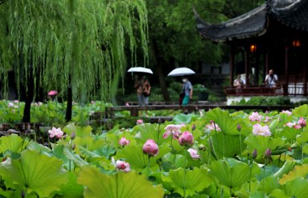 (miniature) Des fleurs de lotus sous la pluie dans un parc à Suzhou