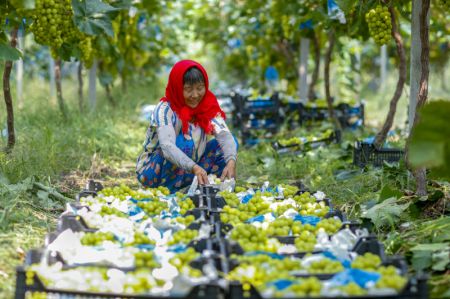 (miniature) Une agricultrice emballe des raisins dans une plantation du bourg de Linhu de la ville de Xinghua