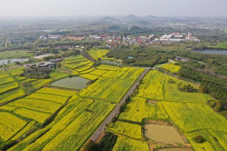(miniature) Photo aérienne d'un champ de fleurs de colza dans l'arrondissement de Gaochun à Nanjing