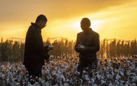 (miniature) Lu Gaolin (à droite) et son fils Lu Dewen vérifient l'état du coton à récolter après la pluie à Shawan