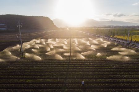 (miniature) Photo a&eacute;rienne d'un dispositif d'irrigation dans une base de l&eacute;gumes du bourg de Qingtang