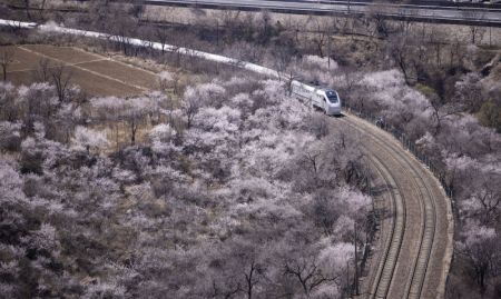 (miniature) Un train roule au milieu de fleurs épanouies près de la section de Juyongguan de la Grande Muraille à Beijing