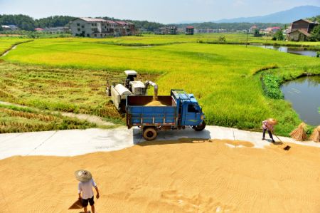 (miniature) Des agriculteurs récoltent du riz dans le village de Huashan du district de Shuangfeng