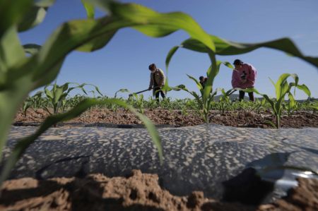 (miniature) Des agriculteurs travaillent dans un champ de ma&iuml;s dans le village de Quanshuitou de Zunhua