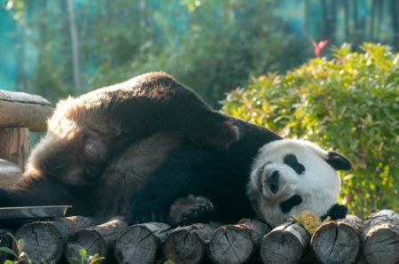 (miniature) Le panda géant Shen Wei se prélasse au soleil dans un parc zoologique