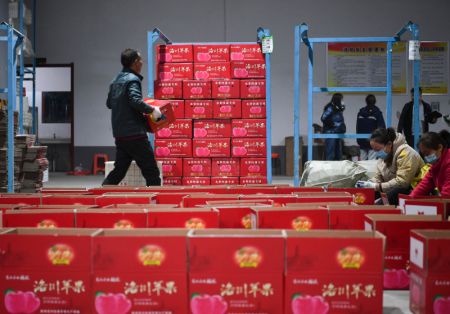 (miniature) Des employés emballent des pommes à Luochuan