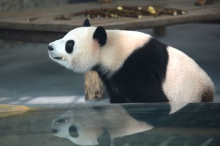 (miniature) Le panda g&eacute;ant Qingqing s'amuse au zoo &eacute;cologique de Changsha