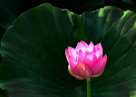 (miniature) Une fleur de lotus dans le parc Renmin de Bo'ai