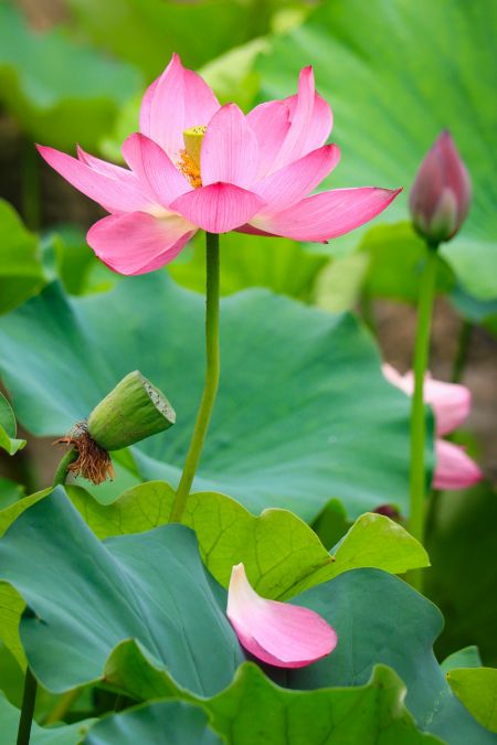 (miniature) Des fleurs de lotus dans un parc à Nanjing