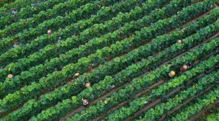 (miniature) Des agriculteurs travaillent dans une plantation de l&eacute;gumes &agrave; Mingxing