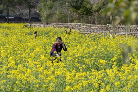 (miniature) Des gens visitent un champ de colza dans le district de Liping