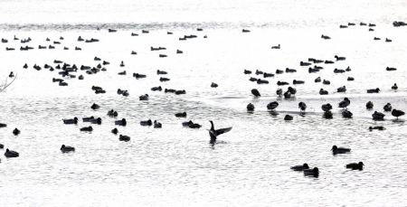 (miniature) Des oiseaux migrateurs sur la rivière Hunhe