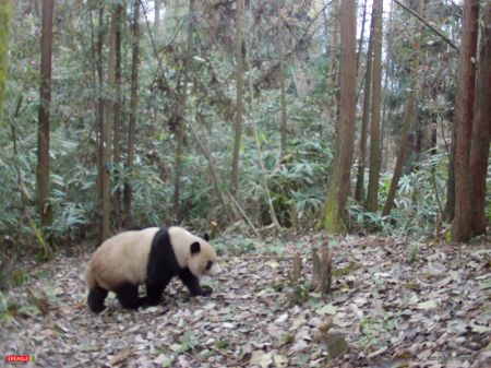 (miniature) Photo prise par une caméra infrarouge d'un panda géant du nom de Xiaohetao dans la nature