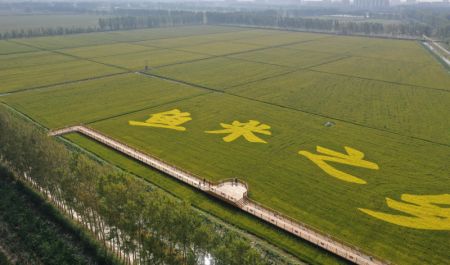 (miniature) Photo aérienne de rizières dans une zone de démonstration de plantation de riz du bourg de Dawang