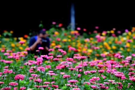 (miniature) Des zinnias dans le village de Dahong du district de Luanchuan