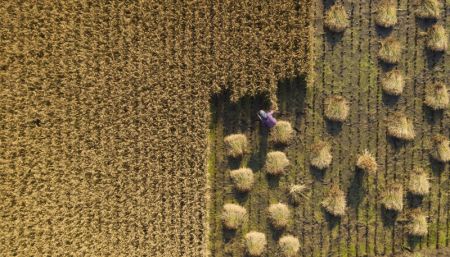 (miniature) Photo aérienne d'un agriculteur récoltant du riz à Luanzhou