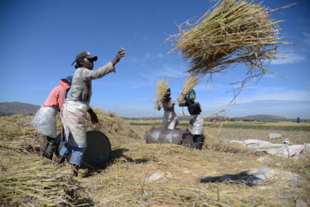 (miniature) Des agriculteurs locaux récoltent du riz hybride dans un champ à Mahitsy