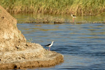 (miniature) Des échasses dans la réserve naturelle de Kalamayli