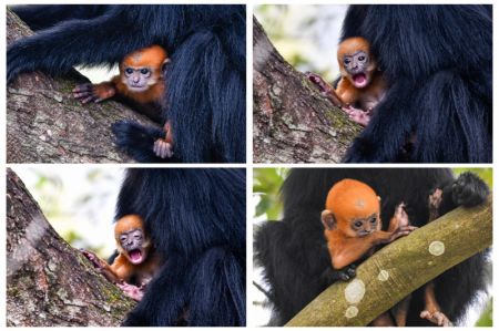 (miniature) Photo combinée des bébés Langur de François dans la réserve naturelle nationale de Mayanghe