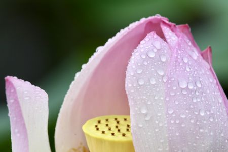 (miniature) Des fleurs de lotus dans le parc Jinshan