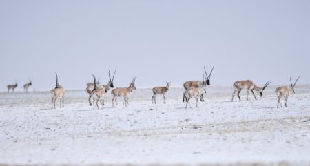 (miniature) Un troupeau d'antilopes tibétaines se dirige vers le lac Zonag